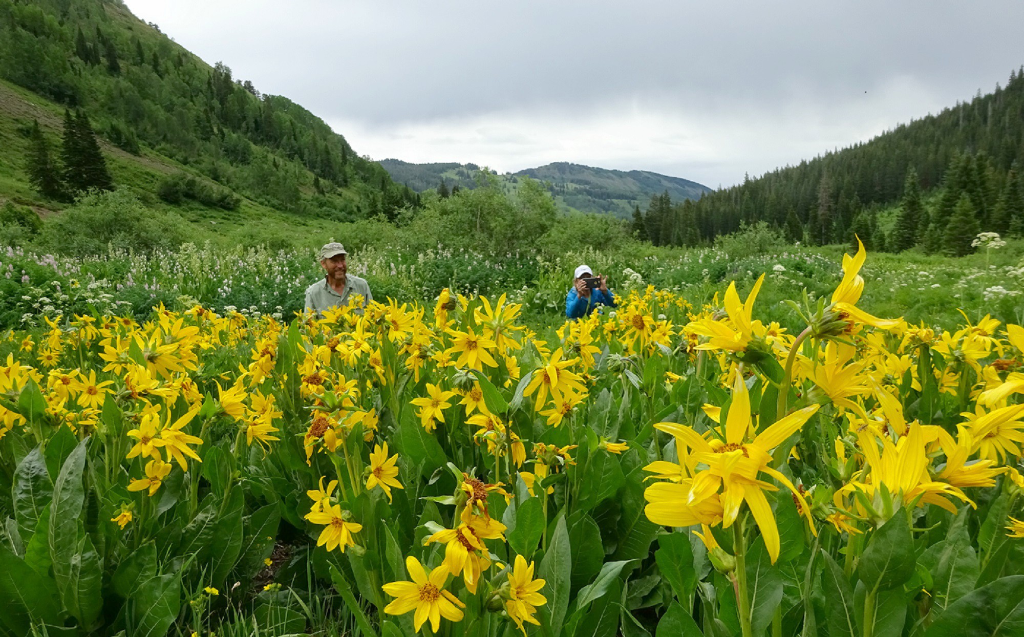 Crested Butte Wildflower Festival   Web Slider 3 