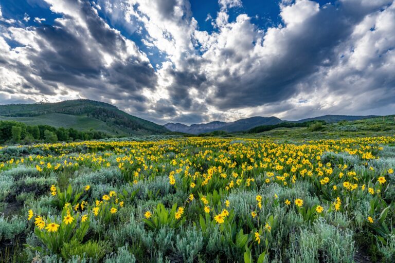 2023 Third Place Crested Butte Wildflower Festival